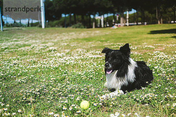 Hund  der an einem sonnigen Tag über dem Gras in einem grünen Park liegt