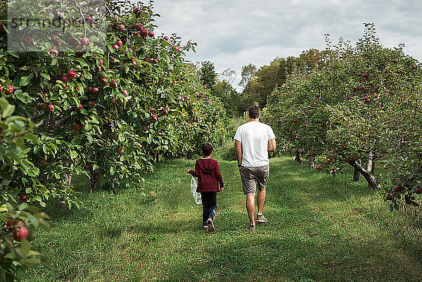 Vater und Sohn beim gemeinsamen Spaziergang durch eine Apfelplantage im Herbst.