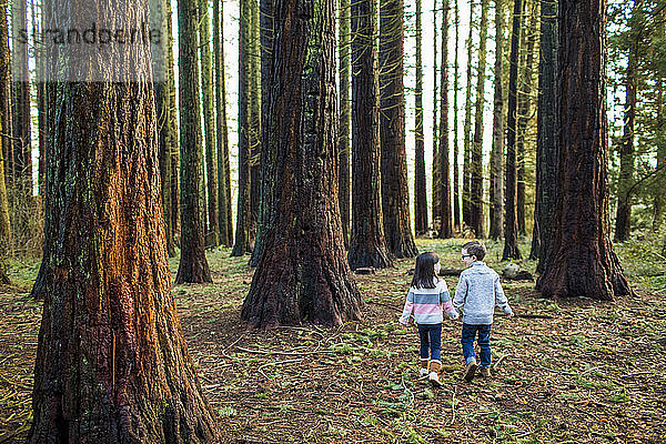 Rückansicht von süßen Kindern  die durch den Wald laufen.