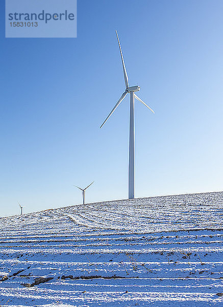 Windturbinen in einem Feld mit blauem Himmel