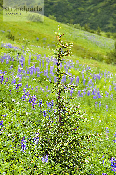 Baum in Wiese mit Lupine und Schafgarbe  Kenai-Halbinsel  Alaska