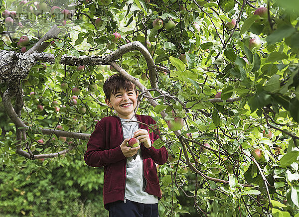 Junge Junge lächelt  als er Äpfel von einem Apfelbaum pflückt.
