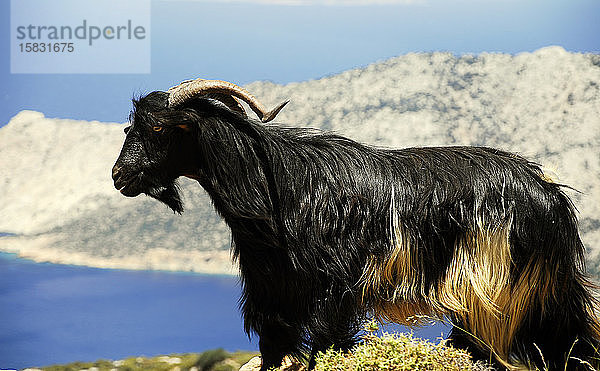 Schöne schwarze Ziege in den Hügeln der schillernden Insel Amorgos