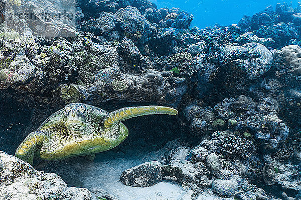 eine riesige grüne Meeresschildkröte taucht aus einer Höhle im Great Barrier Reef auf