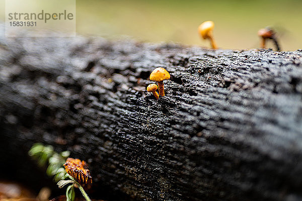 Kleine orangefarbene Pilze  die auf der nassen Rinde eines Baumstammes in Kalifornien wachsen