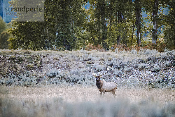 Ein Bock schaut in die Ferne  während er auf einem Feld steht.