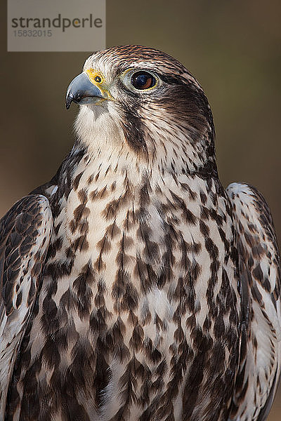 Das Porträt eines Sakar-Falken