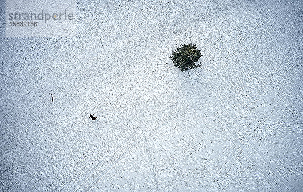 Einsamer Baum in schneebedecktem Park