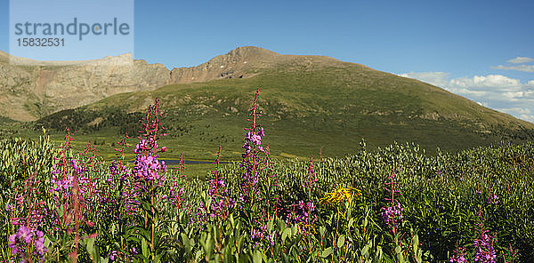Guanella Pass Colorado im Sommer mit Wildflowers Mountains und 14er