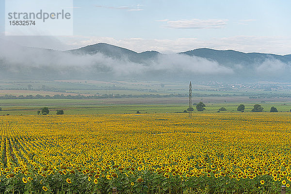 Sonnenblumenfeld bei Sonnenaufgang im Sommer.