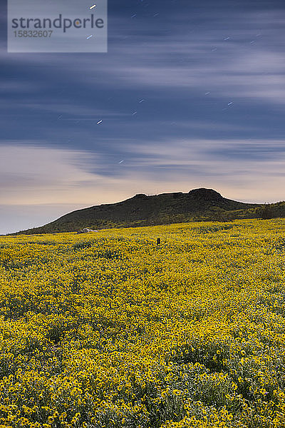 Eine Wüste in voller Wildblumenblüte nach den jüngsten Regenfällen in Cali