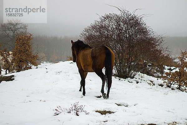 braunes Wildpferd von seinem Rücken in den Schnee