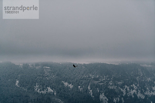Ein Weißkopfseeadler schwebt über dem Columbia River in der Columbia-Schlucht.
