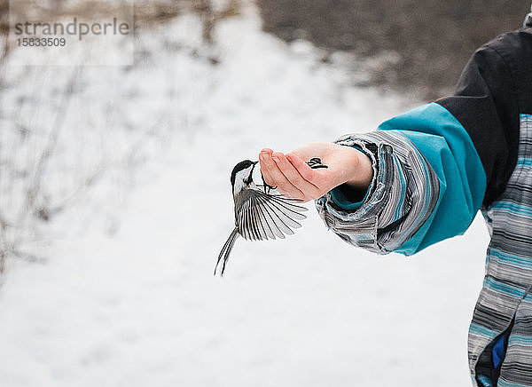 Nahaufnahme eines Chickadee-Vogels  der im Winter Samen aus der Hand eines Kindes isst.