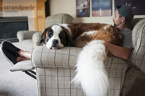 Großer Bernhardinerhund sitzt zu Hause auf dem Schoß des Menschen auf einem Stuhl