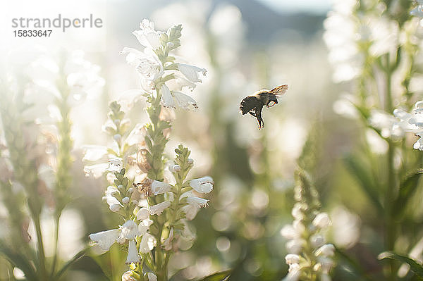 Nahaufnahme einer Biene  die im Garten bei schönem Licht im Freien fliegt