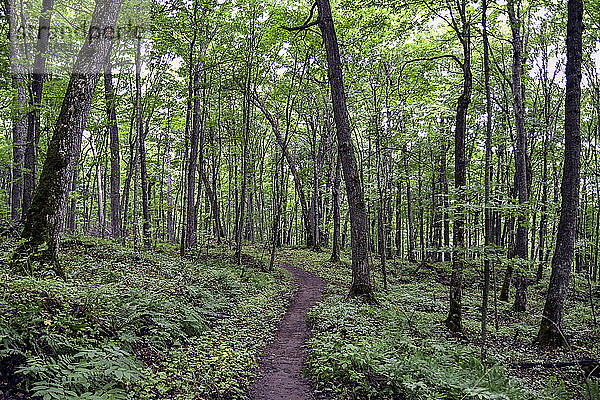 Wandern in Nord-Michigan in einem wunderschönen Wald