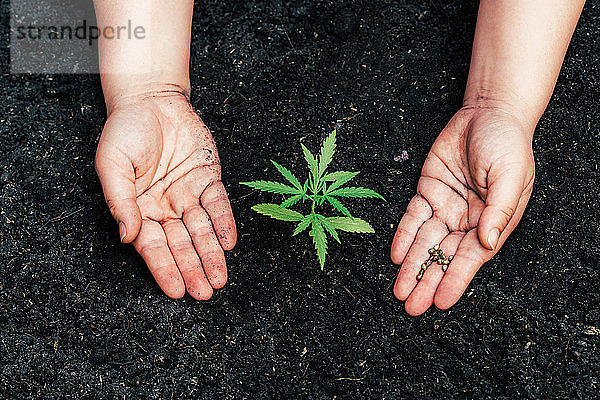 Marihuanasamen wachsen aus Samen.