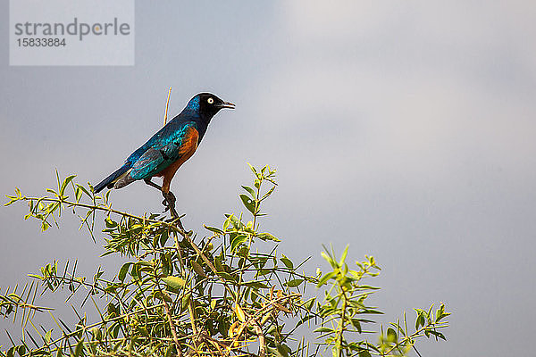 Bunter Vogel sitzt auf dem Baum  auf Safari in Kenia