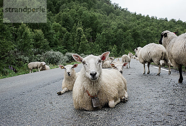 Schafe  die mitten auf einer Straße im Wald in Norwegen liegen