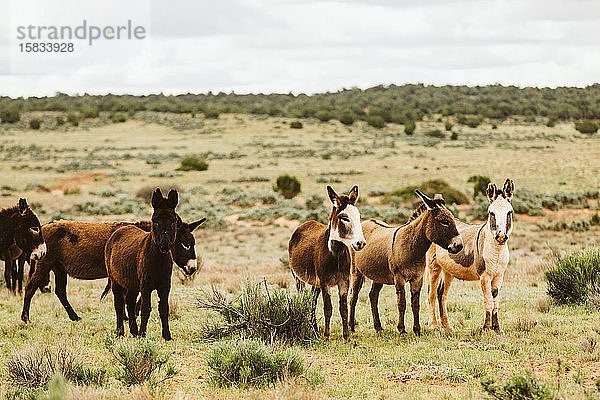 Wildesel der Sindbad-Herde grasen auf BLM-Land in den Wüsten Utahs