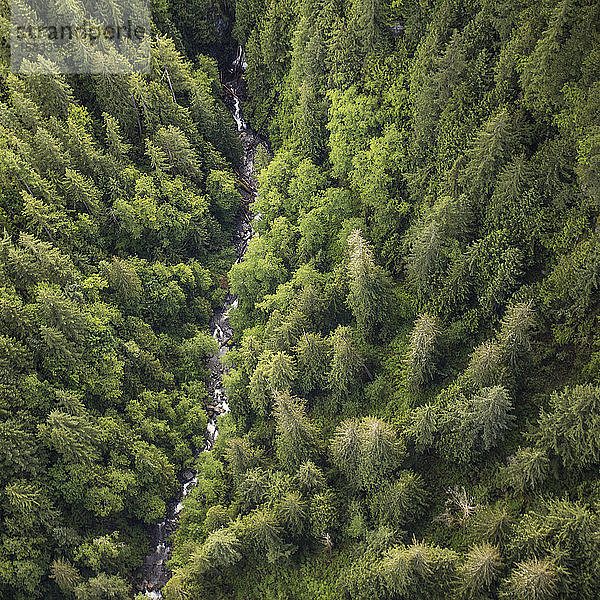 Luftaufnahme des Flusses  der durch dichten Wald fließt.