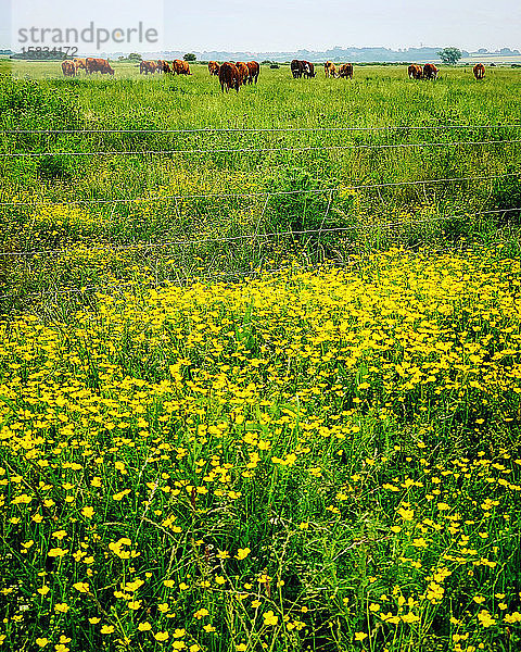 Ein Feld mit Kühen entlang der Küste von Norfolk