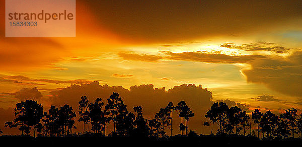 Sonnenuntergang durch die Kiefer im Naturgebiet Pine Glades