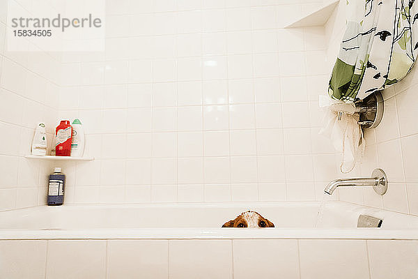 Verlorener Welpe  der während des Badens im weißen Badezimmer aus der Badewanne schaut