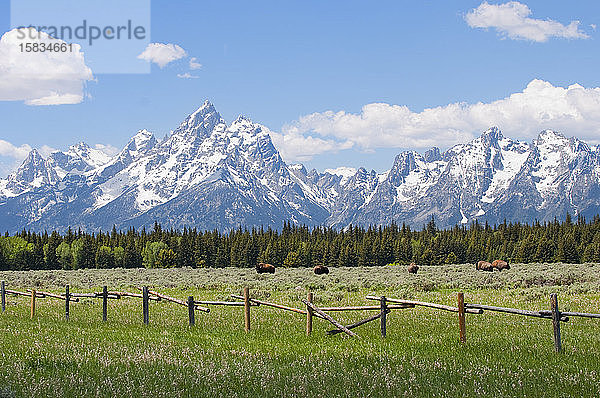 Das Teton-Gebirge und der amerikanische Bison in einem Feld hinter einem Holzzaun