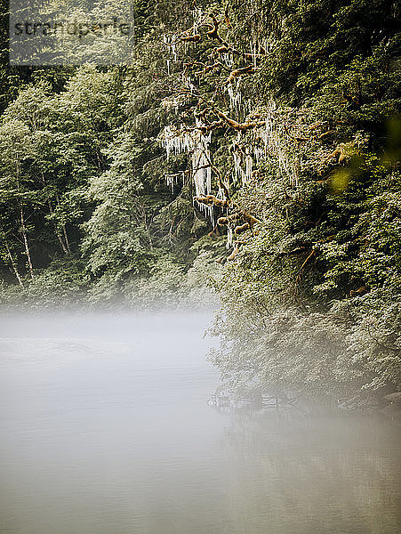 Nebel legt sich entlang eines Flusses mit überhängenden Bäumen  Kaskaden  Waschungen