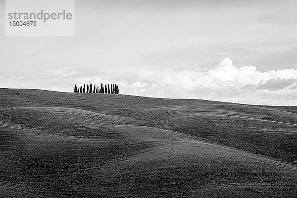 Sanfte Hügel mit Weizenfeldern und Zypressen  Val d'Orcia  Toskana  Italien