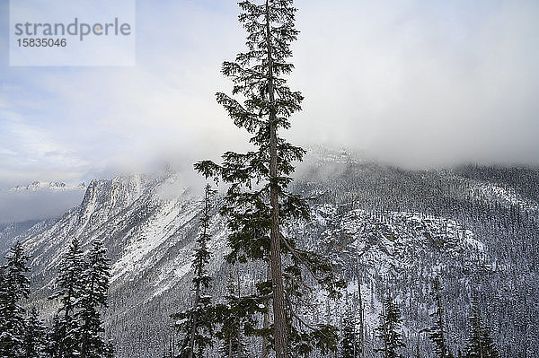 Baum zentriert im Rahmen mit schneebedeckten Bergen im Hintergrund