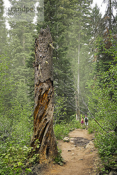 Ein Baumstumpf und ein Paar beim Wandern auf dem Cascade Canyon Trail
