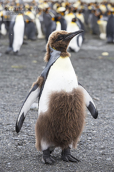 Ein junger Königspinguin mausert sich im Hafen von Gold  Südgeorgien  Südpolarmeer  von seinen juvenilen Daunen zu erwachsenen Federn.