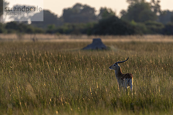 eine Antilope steht bei Sonnenuntergang in der Savanne