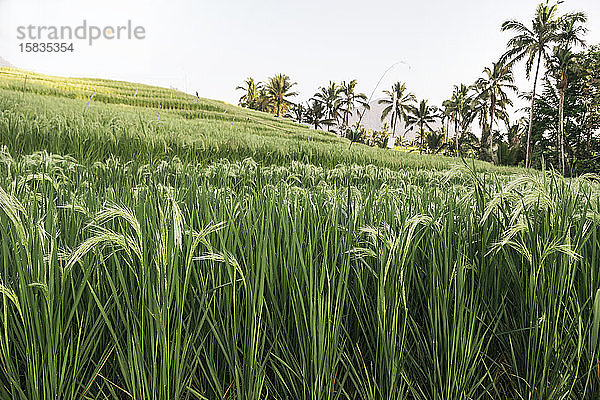 Nahaufnahme von Reis im Feld  Reisterrassen von Jatiluwih