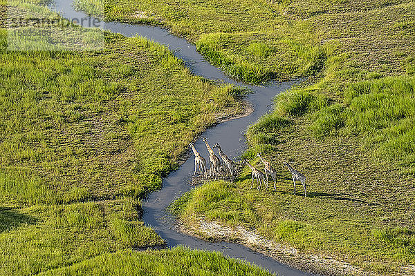 Luftaufnahme einer Gruppe von Giraffen  die sich darauf vorbereiten  einen Fluss zu überqueren