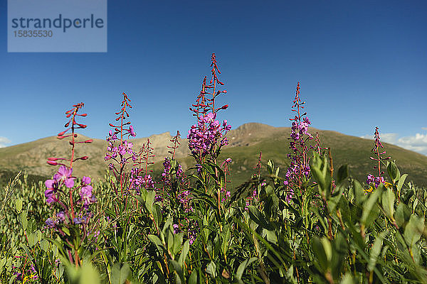 Wildblumen am Guanella-Pass in Colorado mit Vierzehnern im Hintergrund