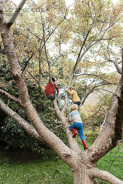 Drei Geschwister klettern im Herbst auf einen Baum