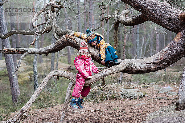 zwei Kinder klettern im Winter gemeinsam draußen in Schweden auf Bäume