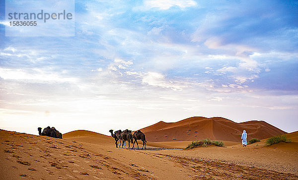 Berbermann geht mit seinen Kamelen durch die Wüste