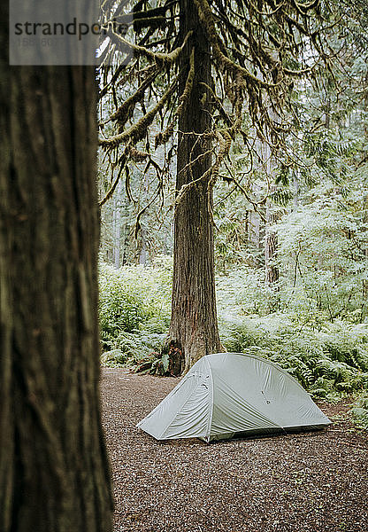 Ein Zelt unter einem Baum im dichten Wald in Washington