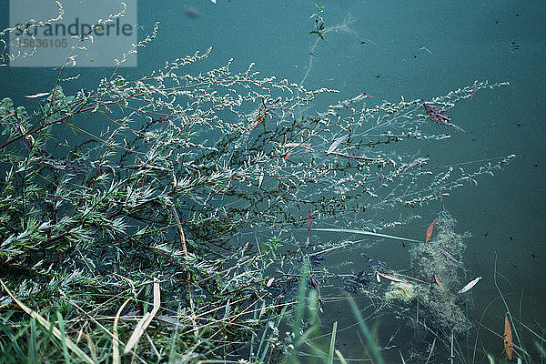 Mysteriöse Sträucher und Pflanzen über dem Wasser