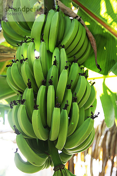 Grüne Bio-Bananen  die in Büscheln auf Bäumen in Tahiti wachsen