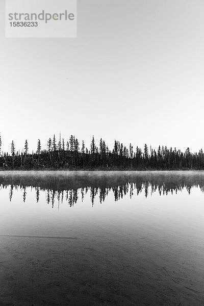 Schwarz und Weiß von Kiefern  die sich in einem See mit Nebel spiegeln  Wyoming