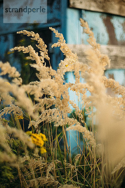 Pflanzen und Blumen mit strukturiertem  verschwommenem Hintergrund