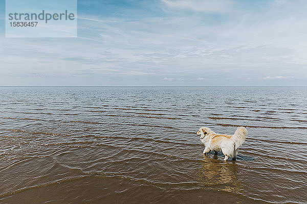 Süßer Hund paddelt im Meer gegen einen bewölkten Himmel