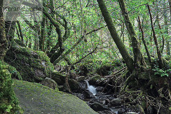 Reiner Wasserstrom inmitten eines irischen Waldes