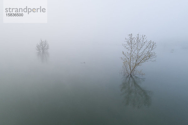 Bäume und Nebel aus der Vogelperspektive